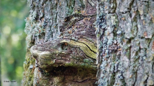 P1130622 - © Originalgrösse